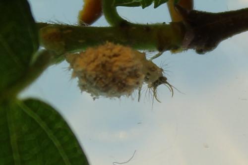 Réf. 181 813 : Pseudomallada sp.